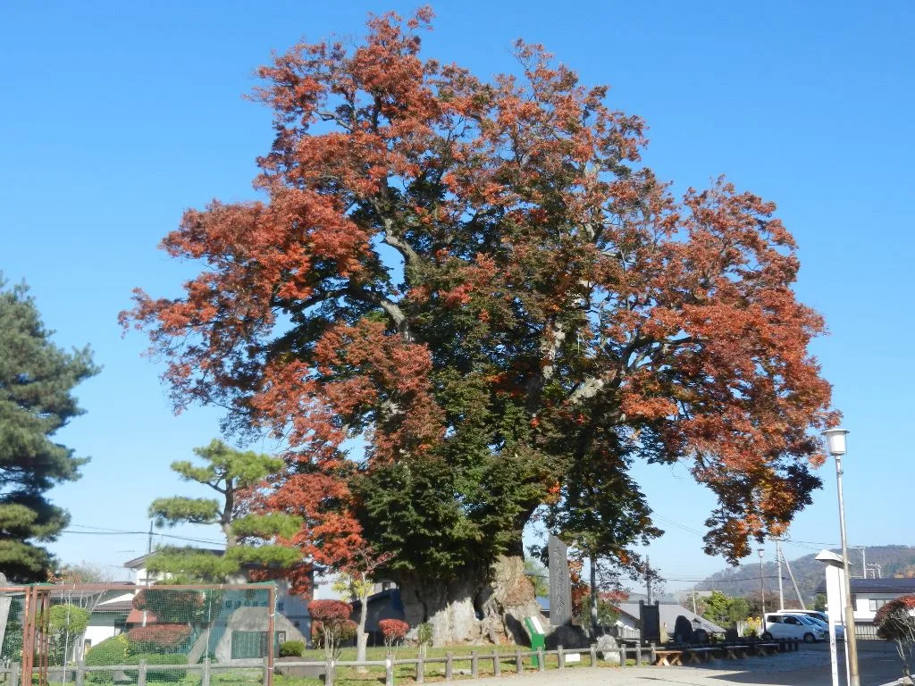 東根の大ケヤキの紅葉 2026