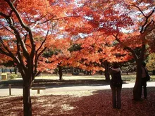 代々木公園の紅葉 2026