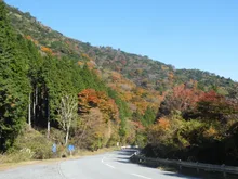 芦ノ湖スカイラインの紅葉 2026