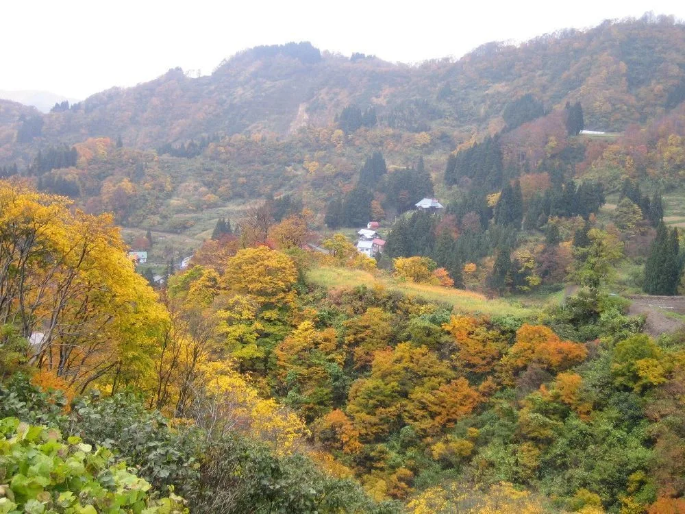 魚沼スカイラインの紅葉 2026