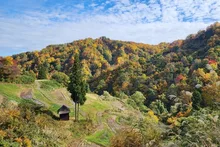 【紅葉・見ごろ】留守原の棚田 2026