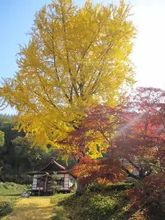 【紅葉・見ごろ】長福寺の大銀杏 2026