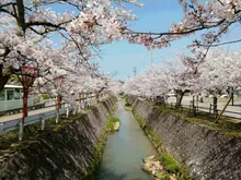 【桜・見ごろ】熊坂川河畔 2027