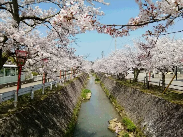 【桜・見ごろ】熊坂川河畔 2027