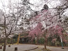 【桜・見ごろ】鶴仙渓桜公園 2027