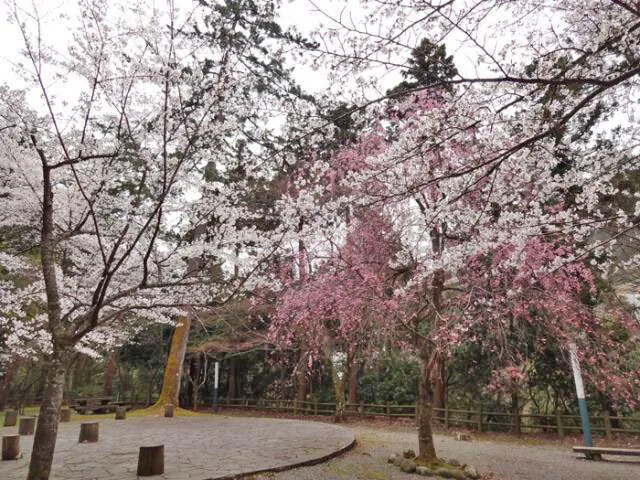 【桜・見ごろ】鶴仙渓桜公園 2027