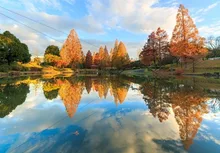 【紅葉・見ごろ】前平公園 2026
