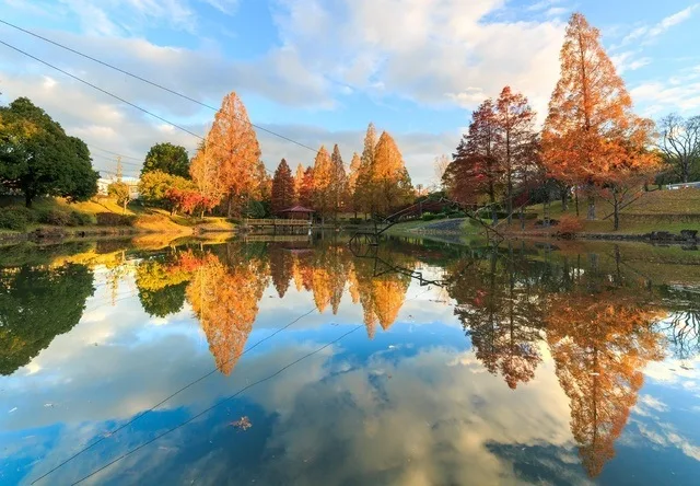 【紅葉・見ごろ】前平公園 2026