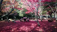 天城(昭和の森会館周辺)の紅葉 2026