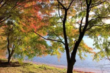 【紅葉・見ごろ】一碧湖 2026