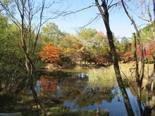タカドヤ湿地の紅葉 2026