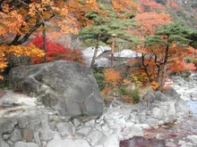 【紅葉・見ごろ】湯の山温泉大石公園 2026