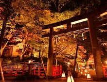 【紅葉・見ごろ】出雲大神宮 2026
