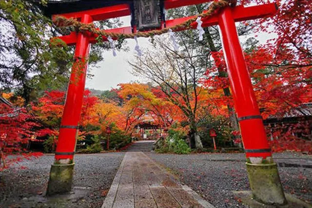 【紅葉・見ごろ】鍬山神社 2026