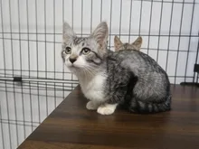 動物愛護センター 猫の譲渡会 2026