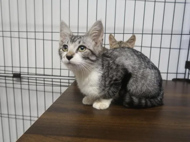 動物愛護センター 猫の譲渡会 2026