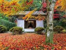 【紅葉・見ごろ】古保利薬師 2026