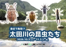 「身近で発見！？太田川の昆虫たち」 2026