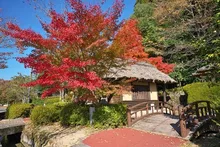 【紅葉・見ごろ】清流通り 2026