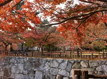 勝山公園の紅葉 2026