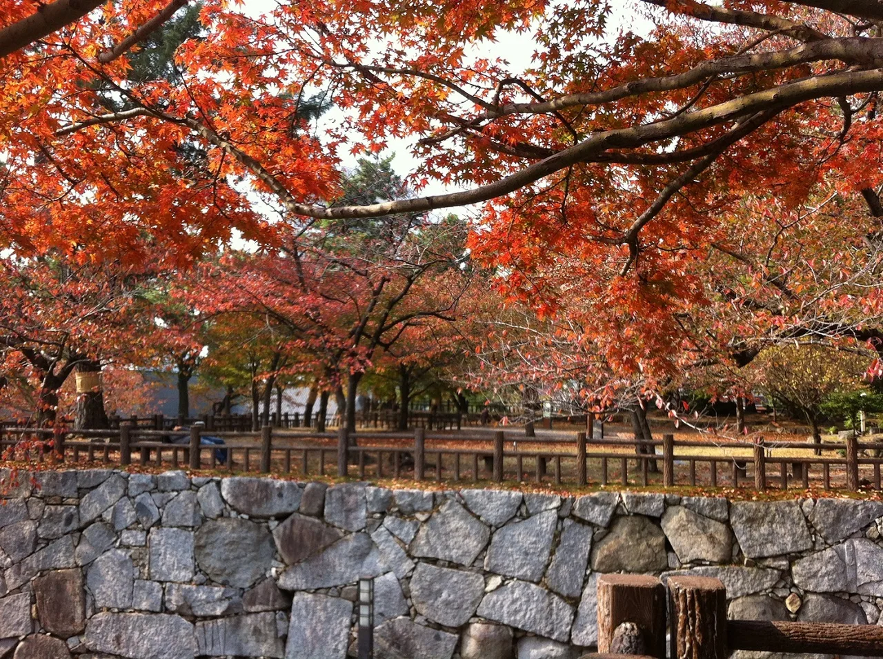勝山公園の紅葉 2026